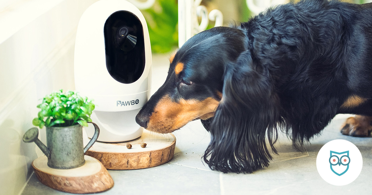 pet surveillance camera