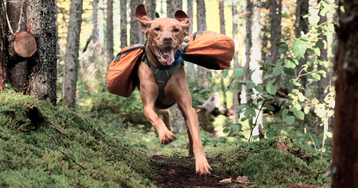 Outdoor Accessories - Outdoor Dog Products - Home & Travel