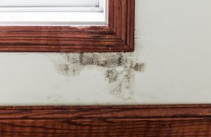 Signs of Black Mold Growth