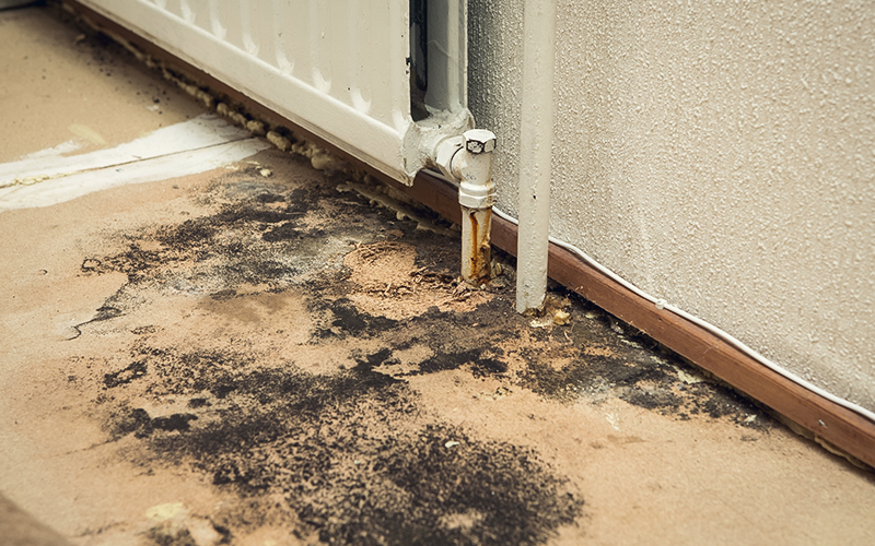 How Dangerous is Black Mold and What Can it Do to You?