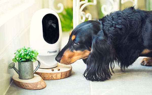 nest dog camera