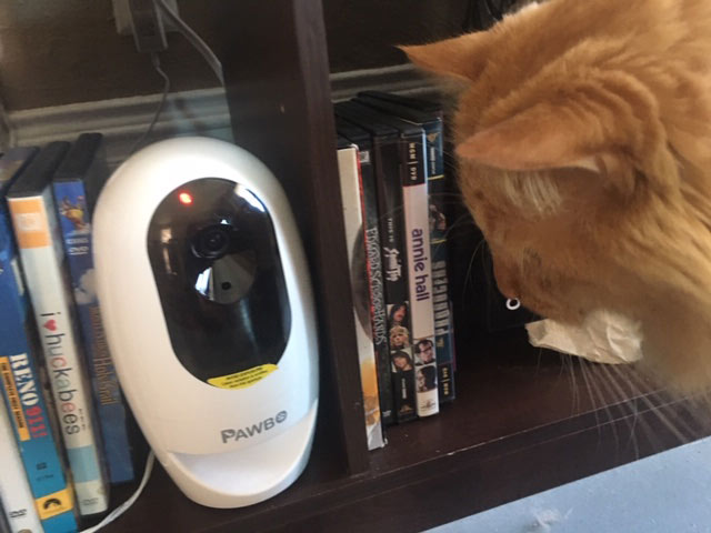 pawbo pet camera on bookshelf with orange cat