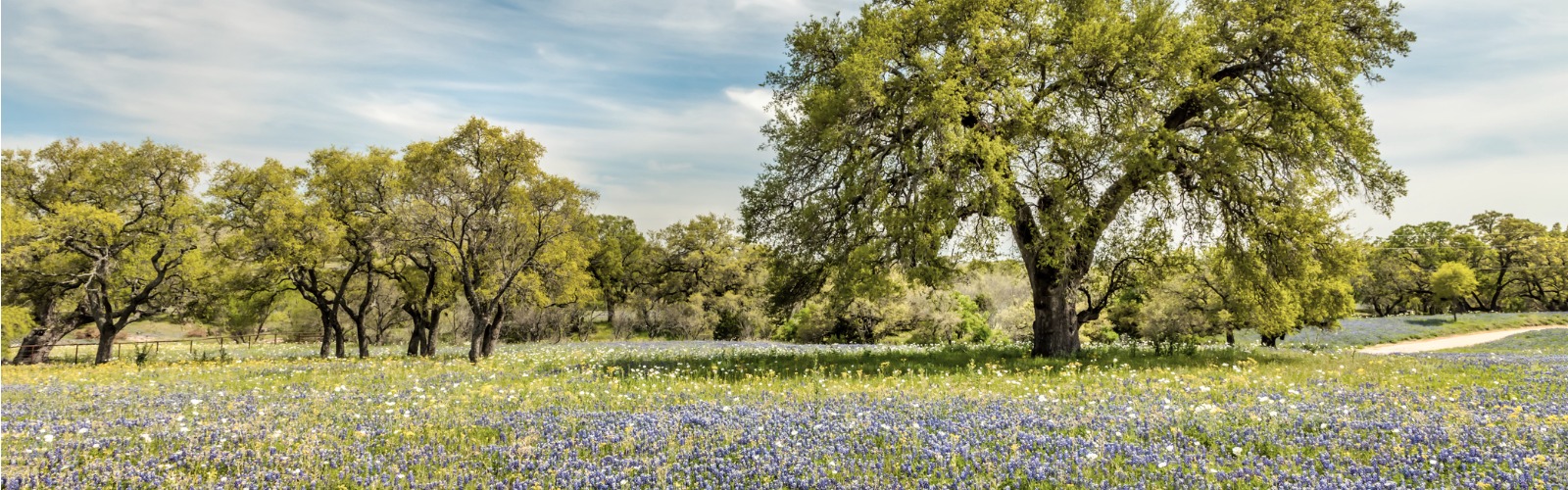 Texas blue bonnets