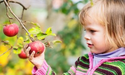 little girl grabbing an apple on the tree