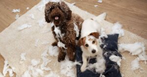 Puppy Precautions: Tips for Puppy-Proofing Your Home and Yard