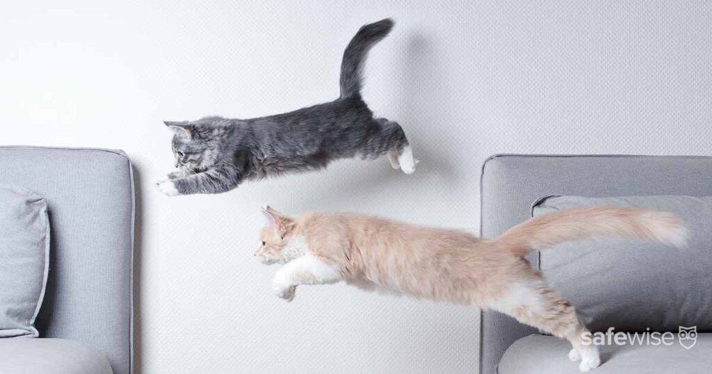 two cats jumping off couch