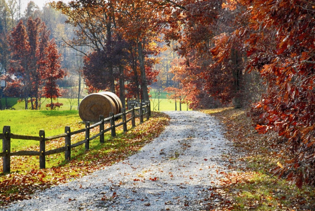 Indiana fall leaves