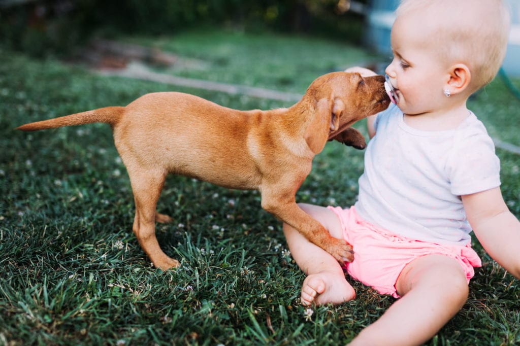 Portrait of cute baby playing with dog on grassland