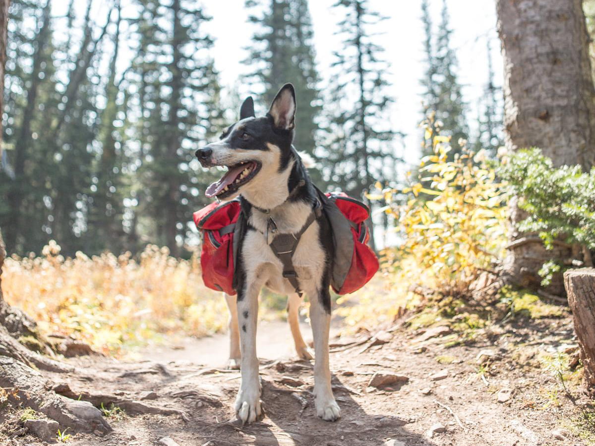 dog hiking gear